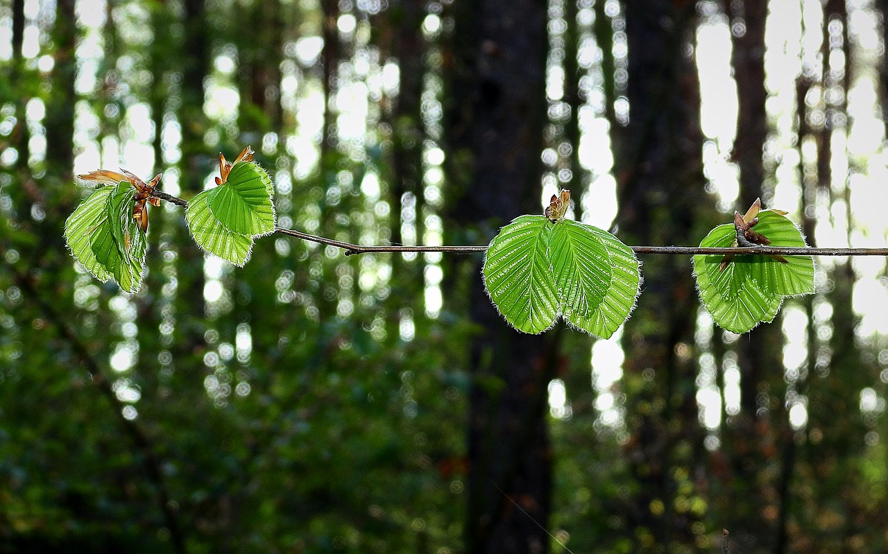 forest  foliage  green free photo