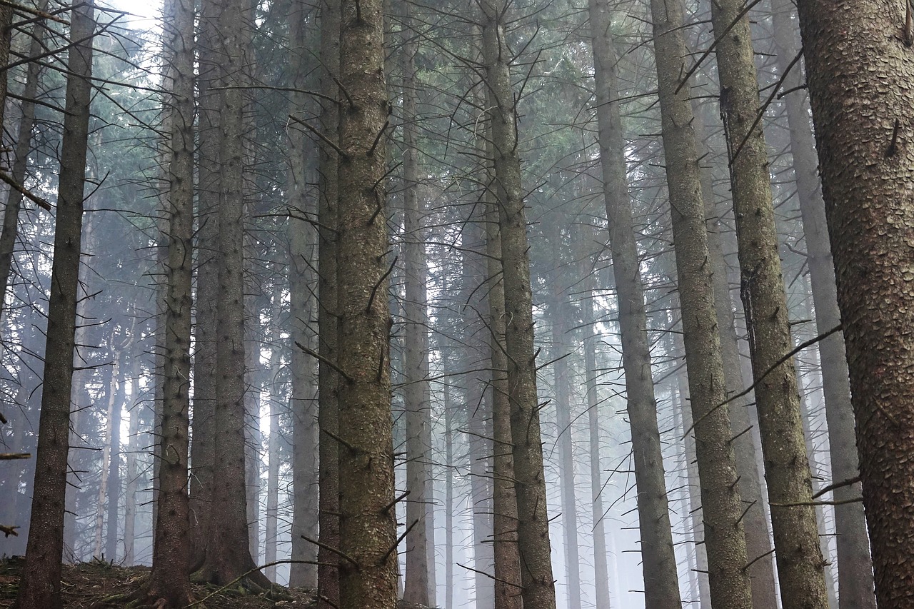 forest  light  trees free photo