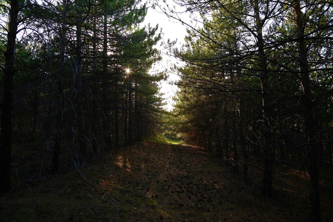 forest  nature  tree free photo