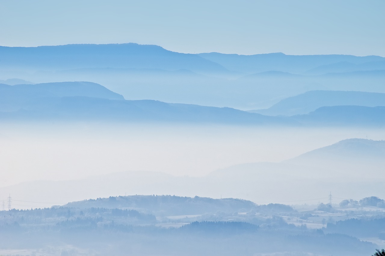 forest  landscape  fog free photo