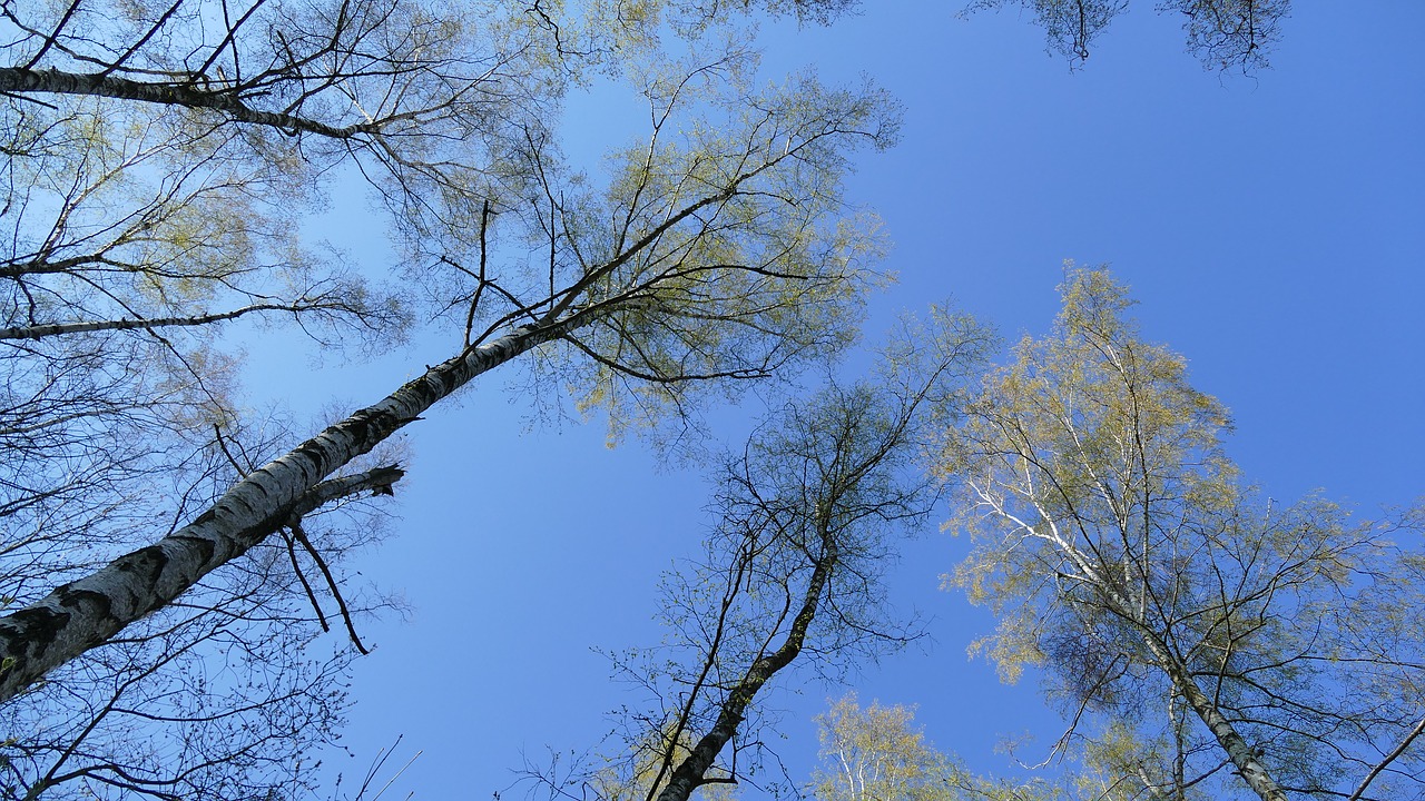 forest  birch  nature free photo