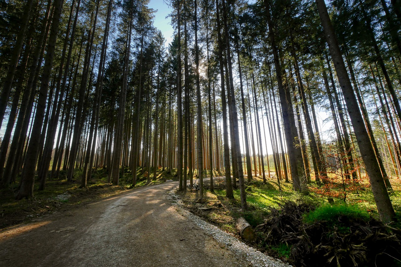 forest  tree  nature free photo