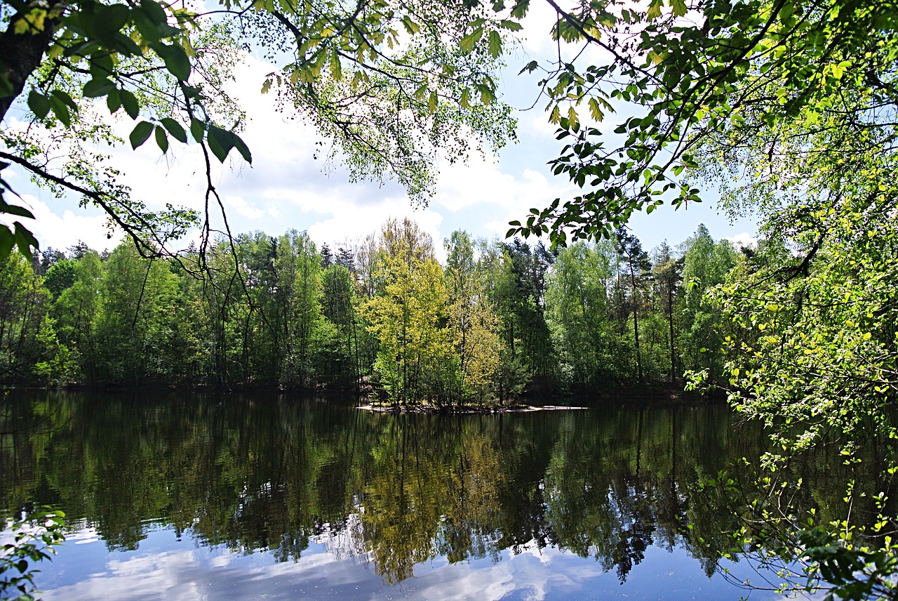 forest  lake  waldsee free photo