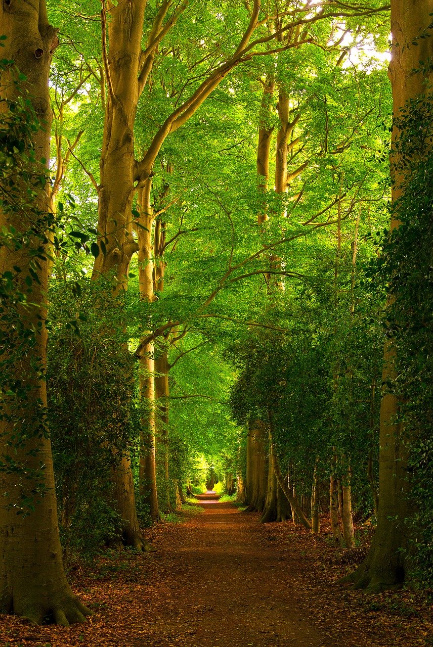 forest  trees  paths free photo