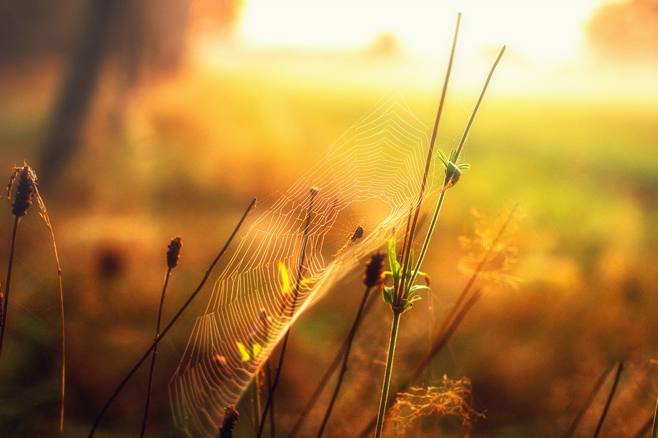 forest  sunrise  cobweb free photo