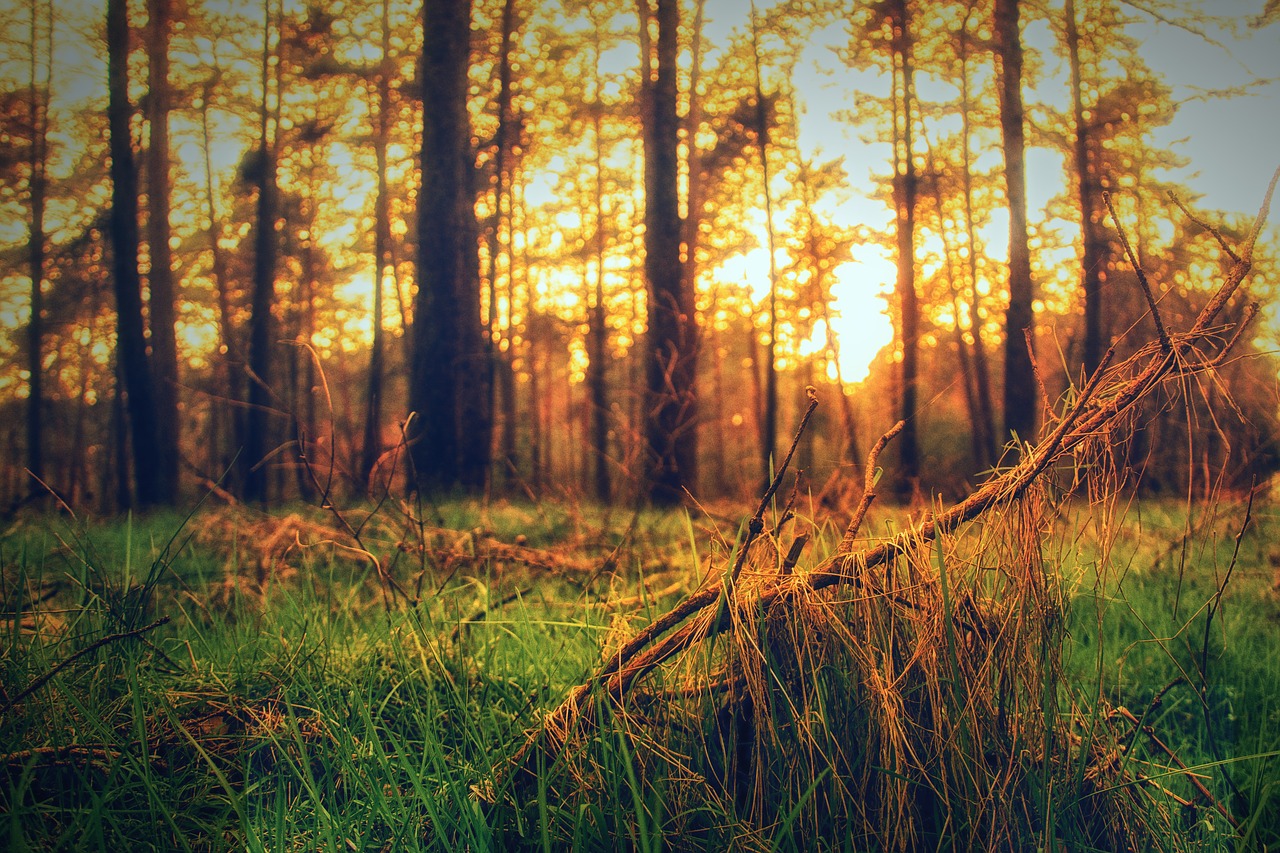 forest  trees  nature free photo