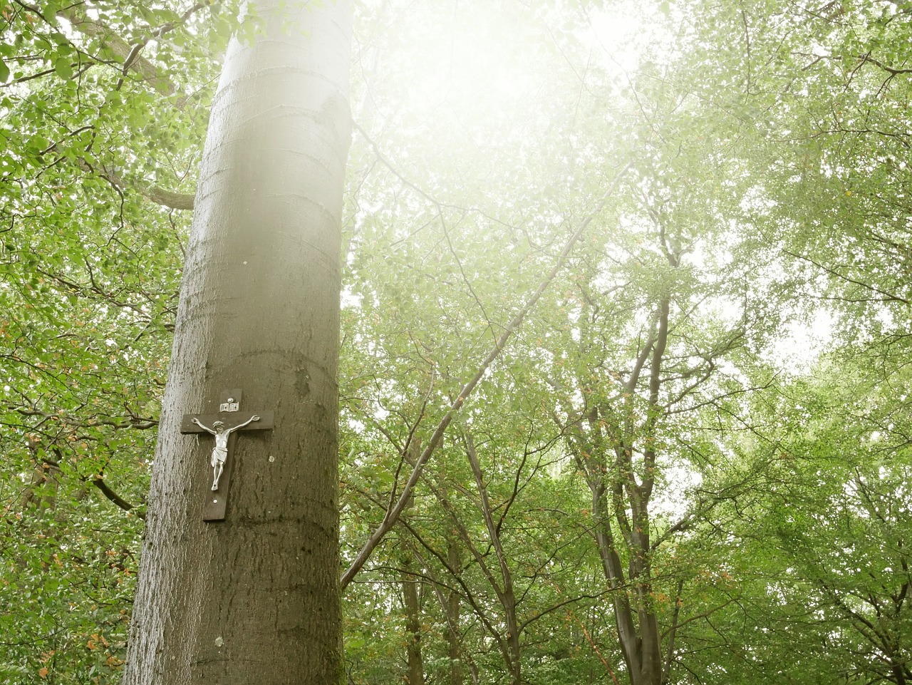 forest  jesus  cross free photo