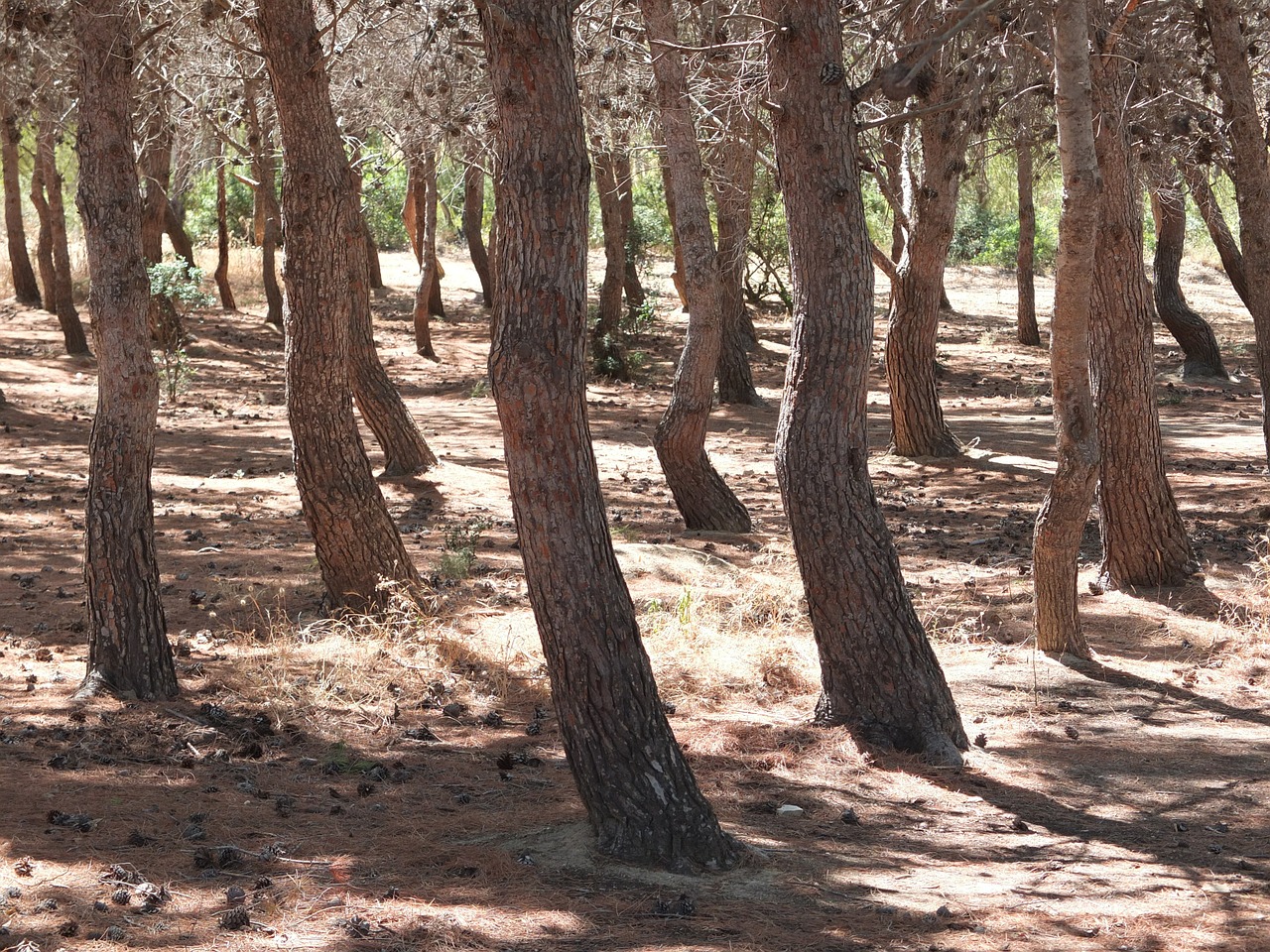 forest pine trees free photo
