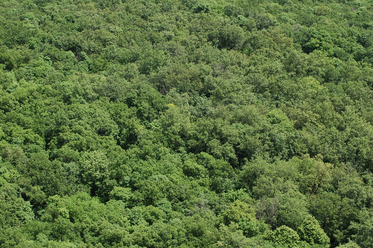 forest trees nature free photo