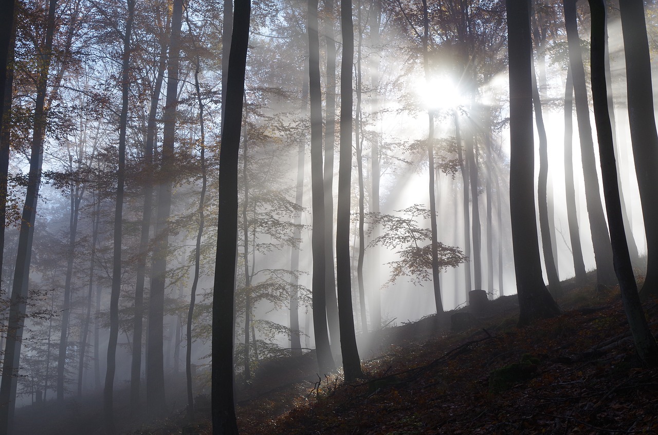 forest  fog  trees free photo