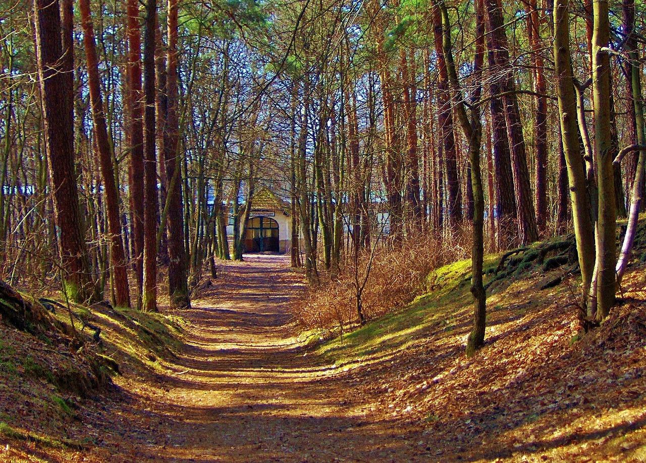 forest forest path trees free photo