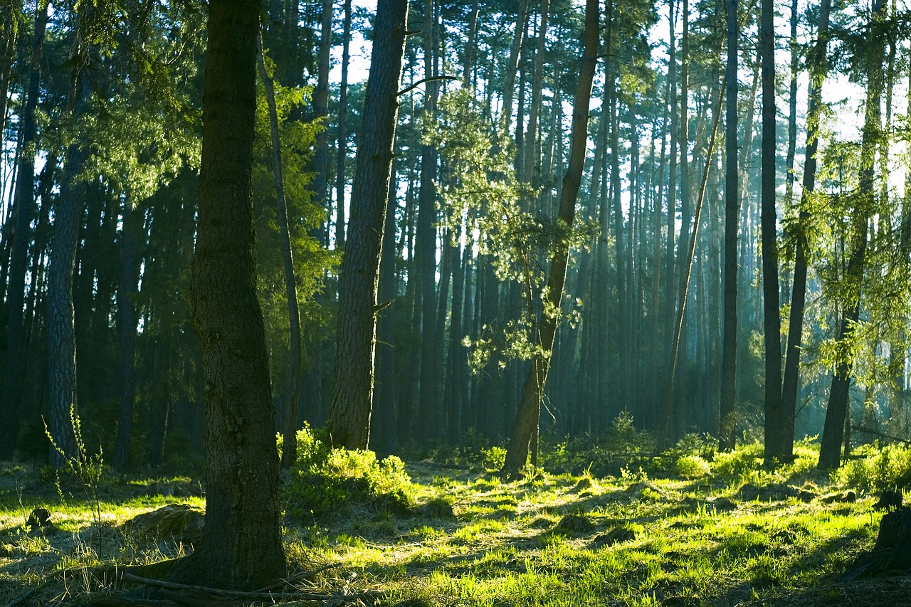 forest  beautiful  morning free photo