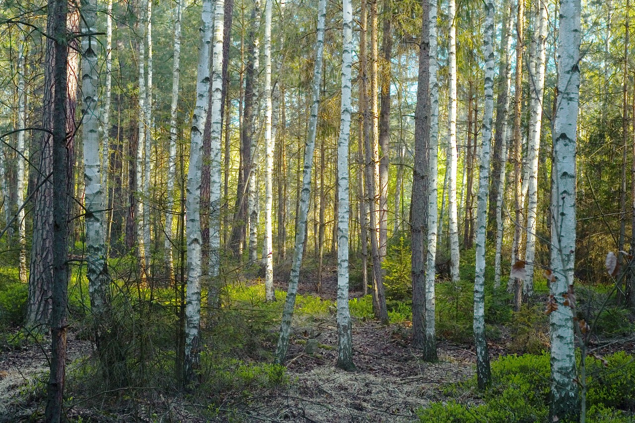 forest  birch  eco-friendly free photo