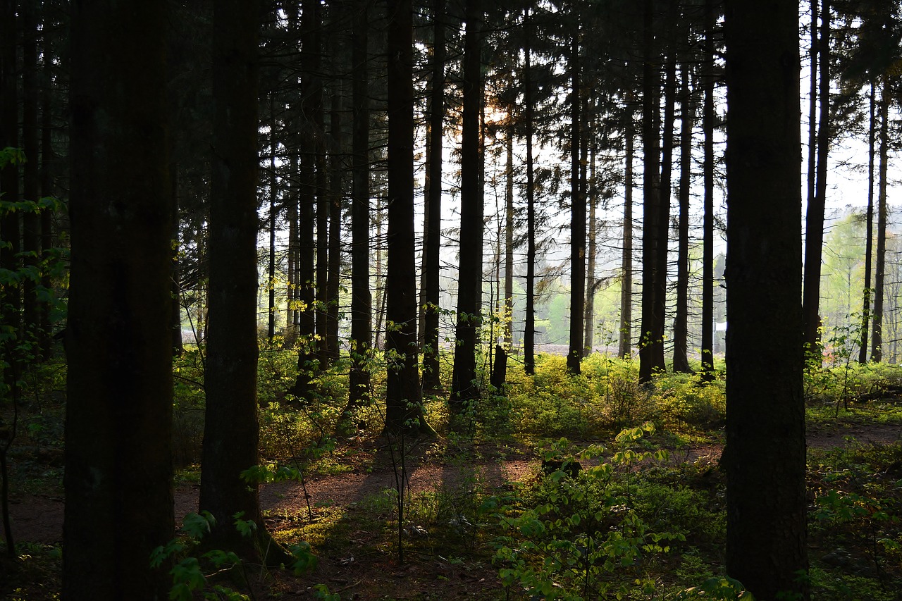 forest  sunset  sunlight free photo