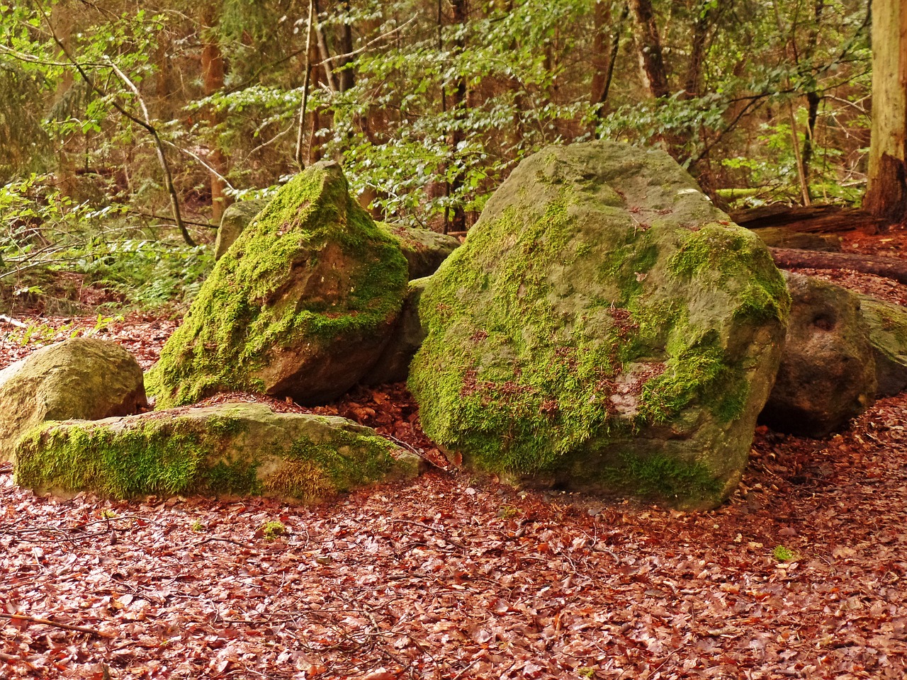 forest stones nature free photo