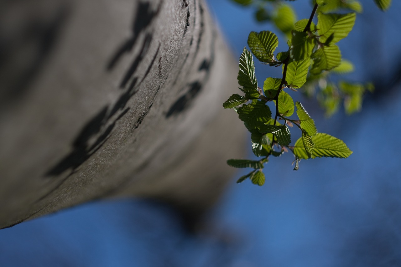 forest  foliage  wood free photo