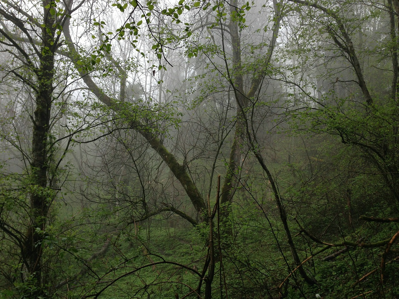 forest forestry rain free photo