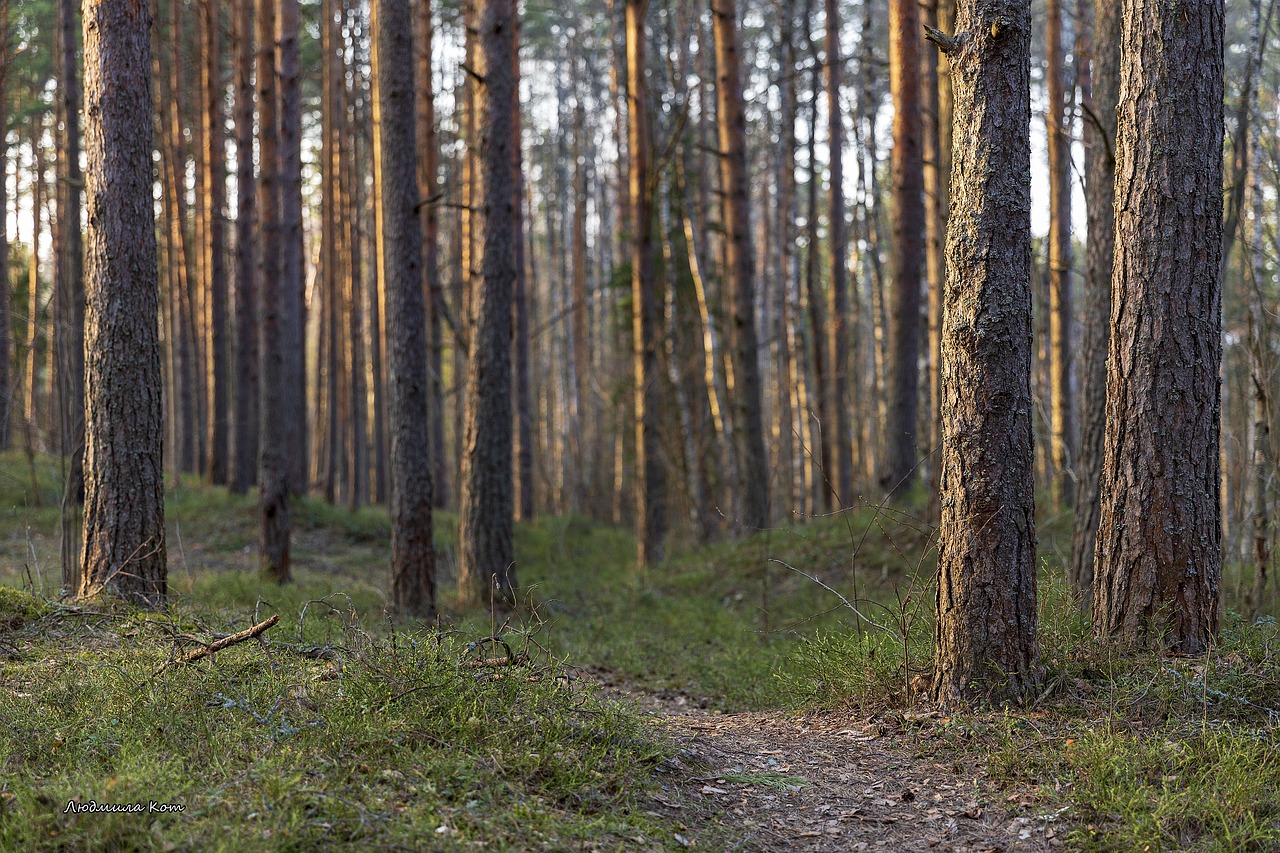 forest  stroll  spring free photo