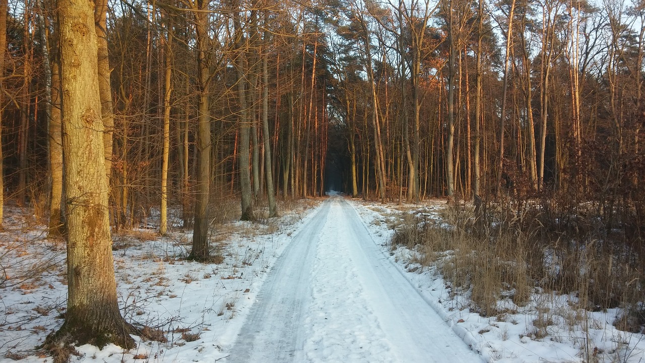 forest  way  winter free photo