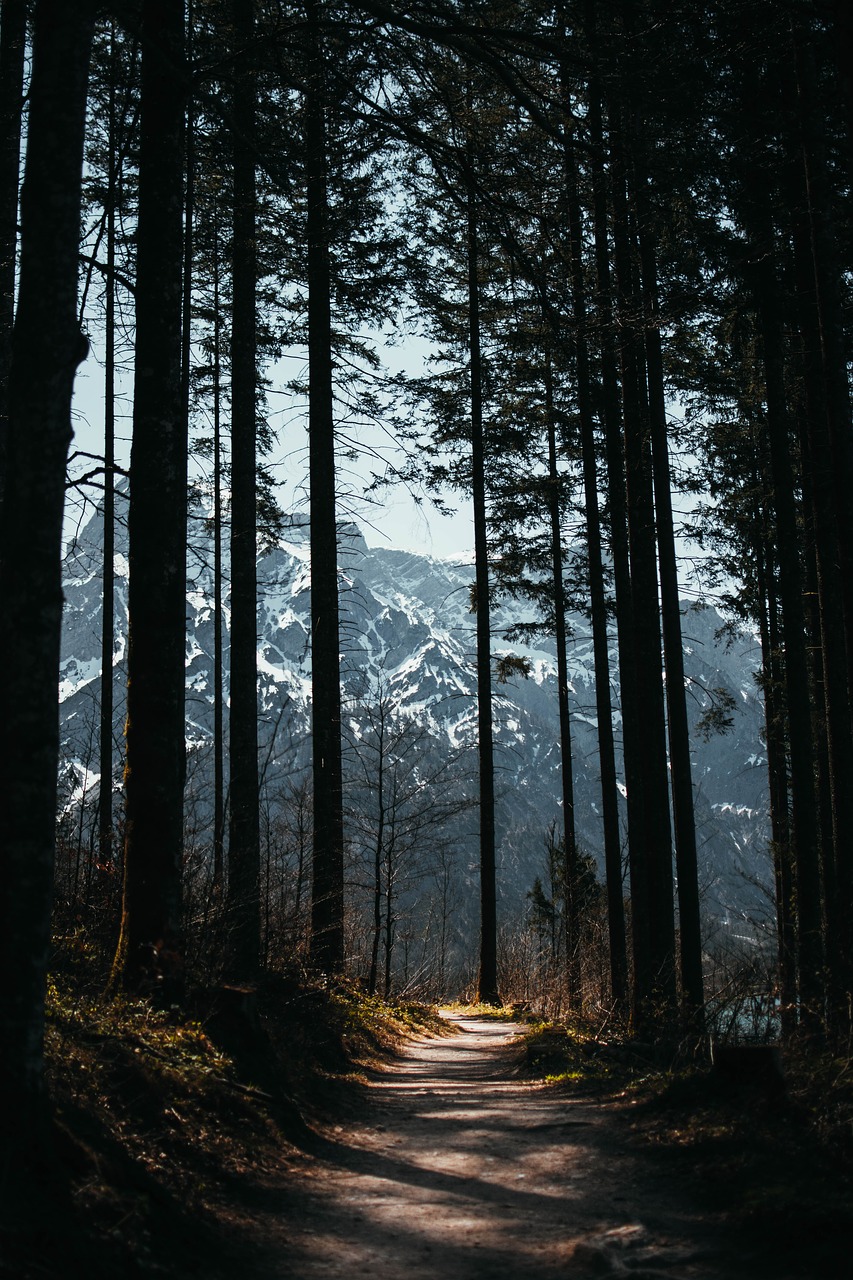 forest  away  path free photo