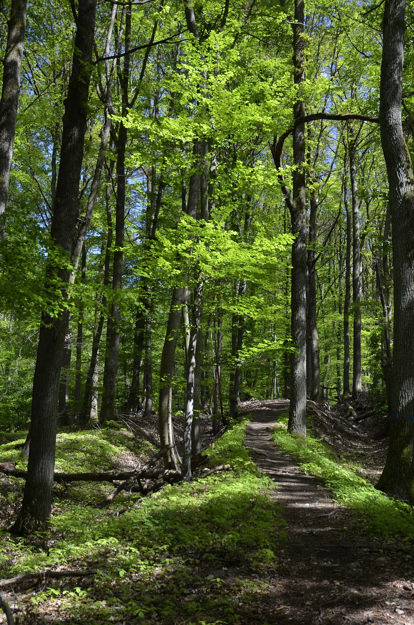 forest  forest path  away free photo