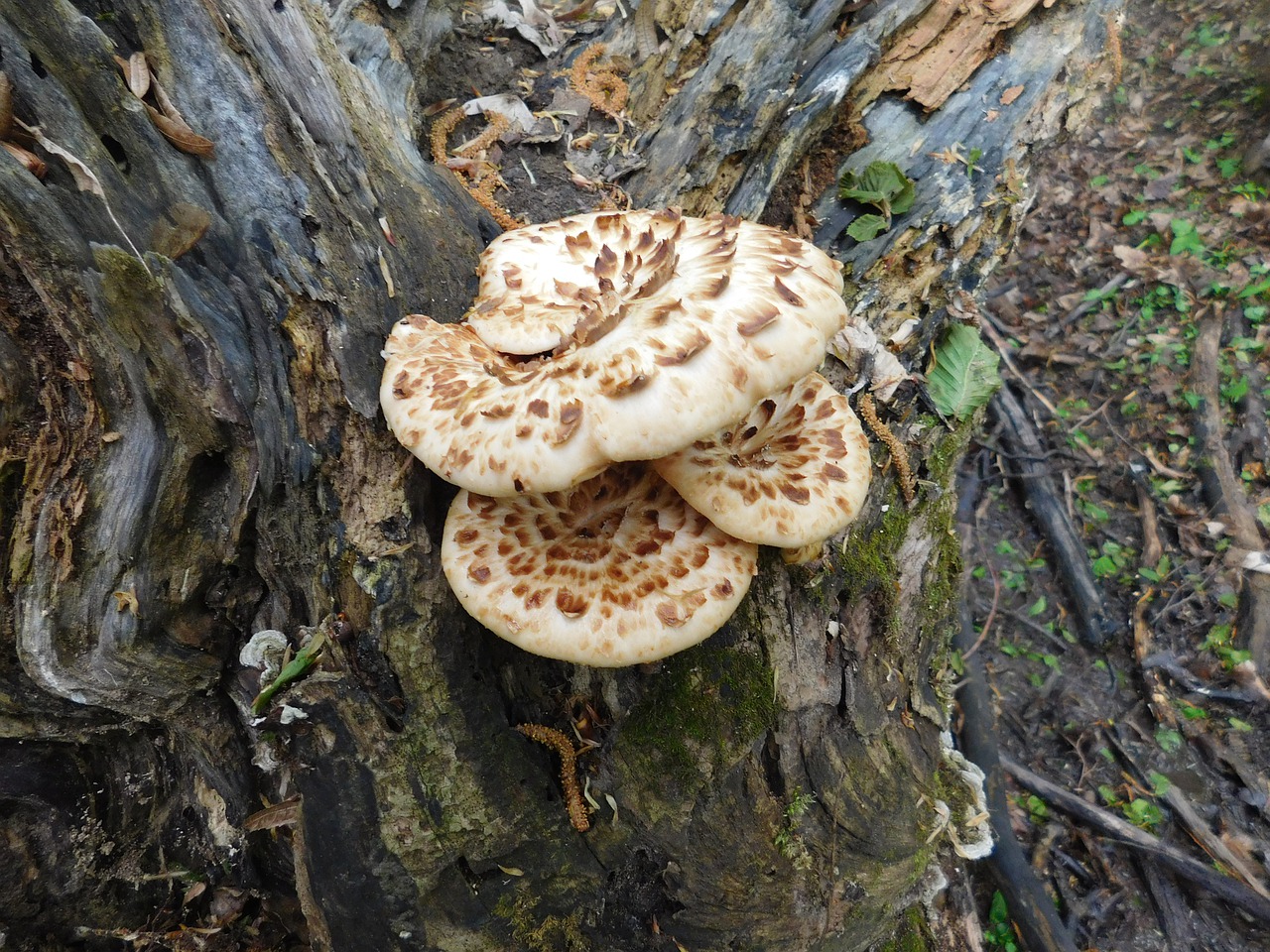 forest  natural  mushroom free photo