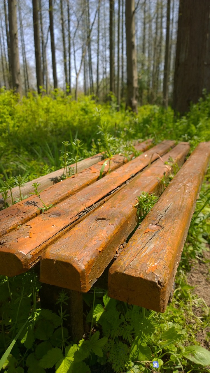forest wooden stool grassland free photo