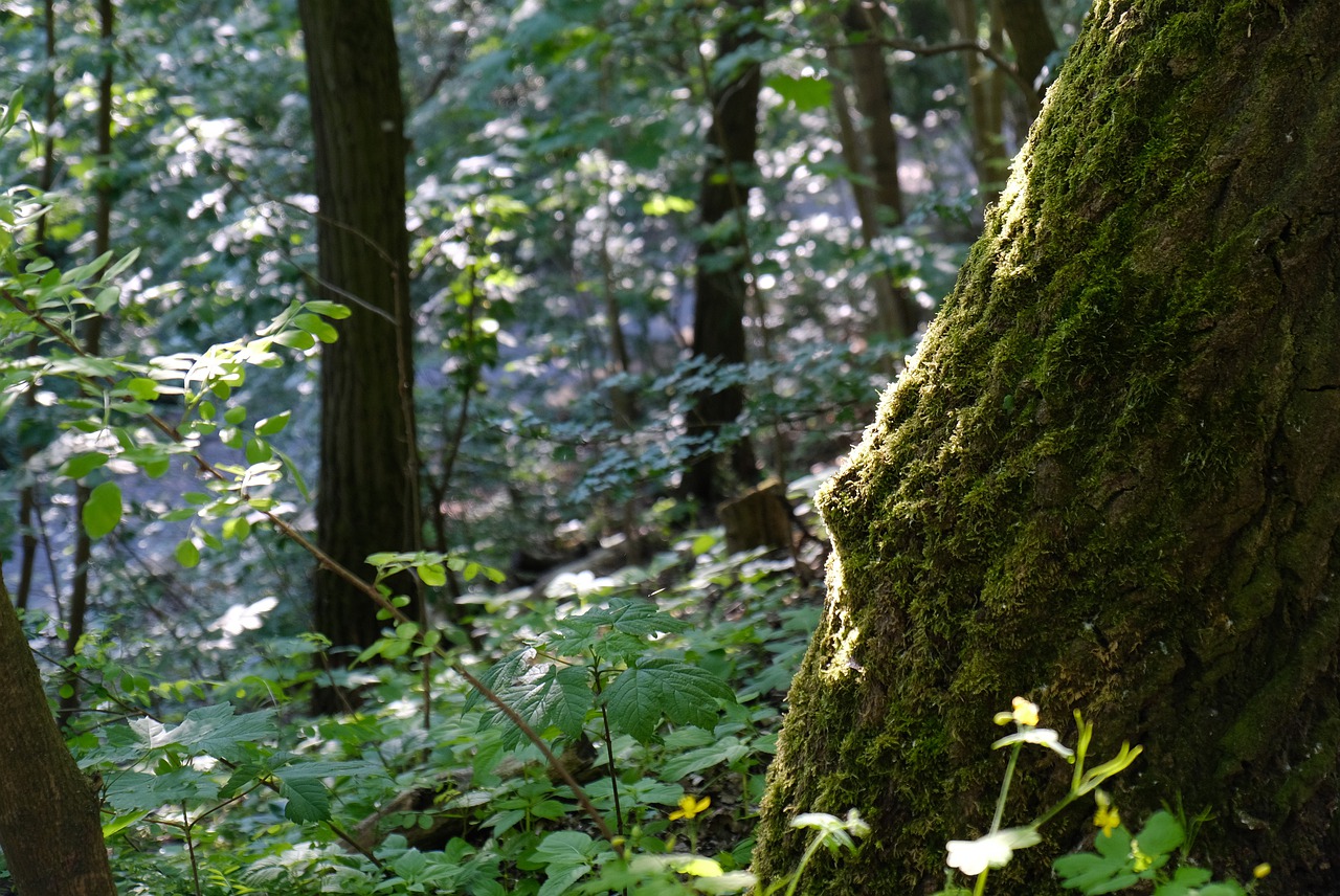 forest  vegetation  moss free photo