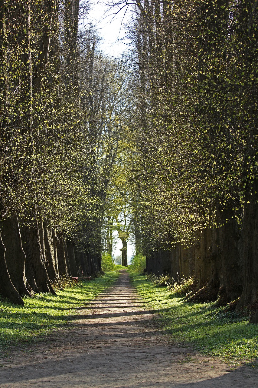 forest  forest path  away free photo