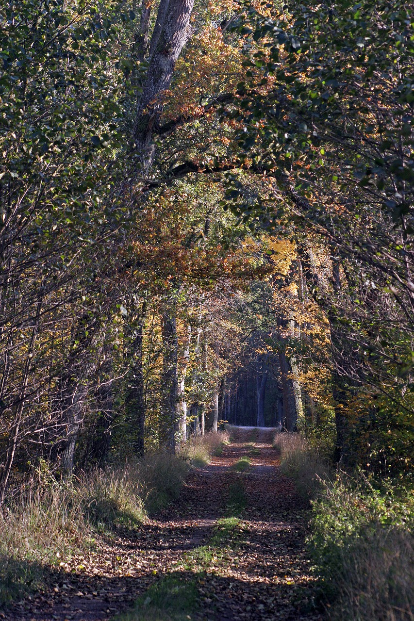 forest  colour  nature free photo