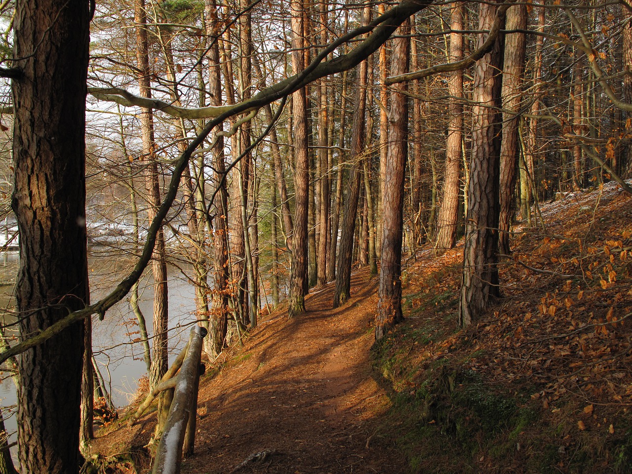 forest  trees  lake free photo