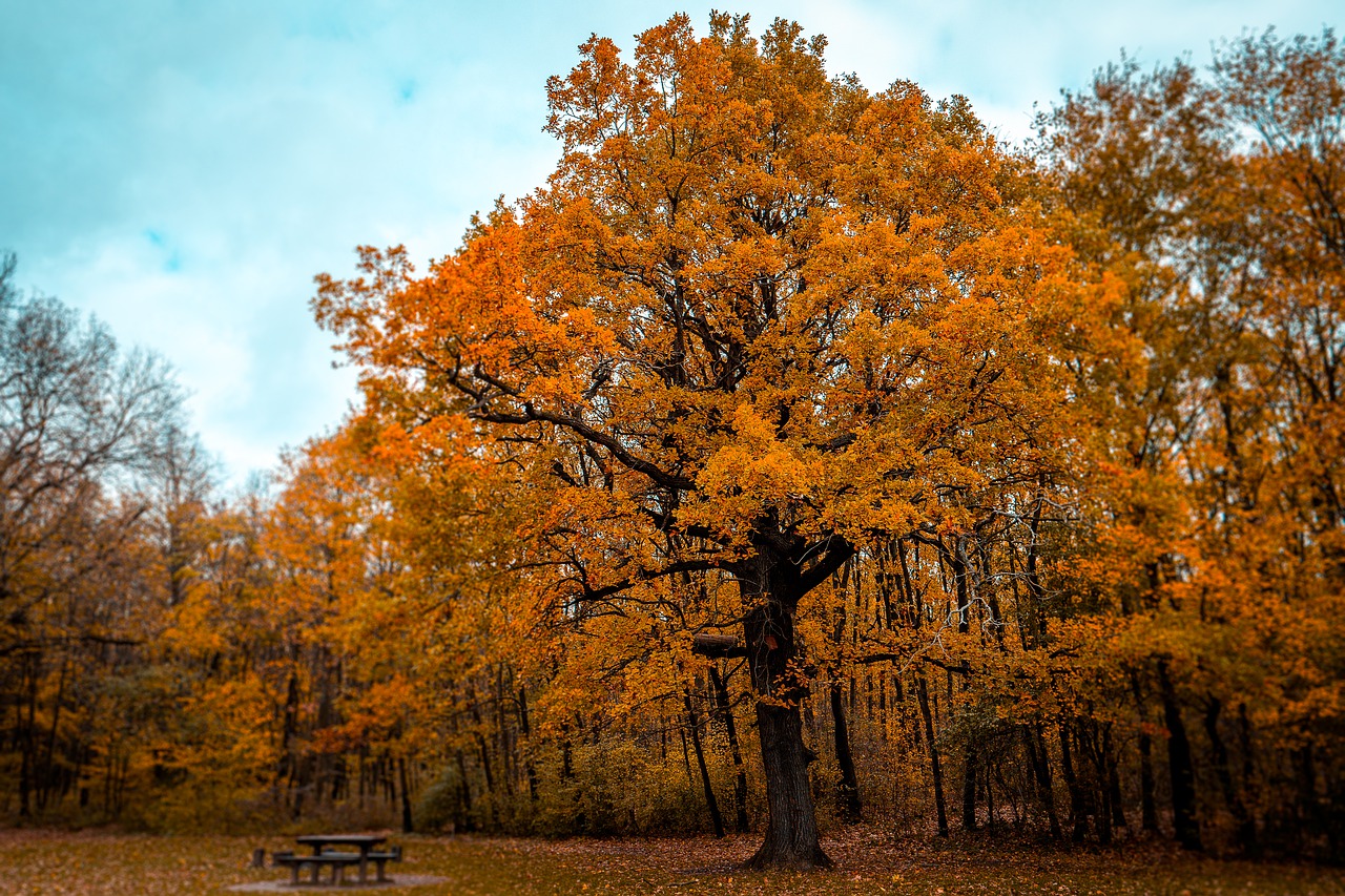 forest  autumn  nature free photo