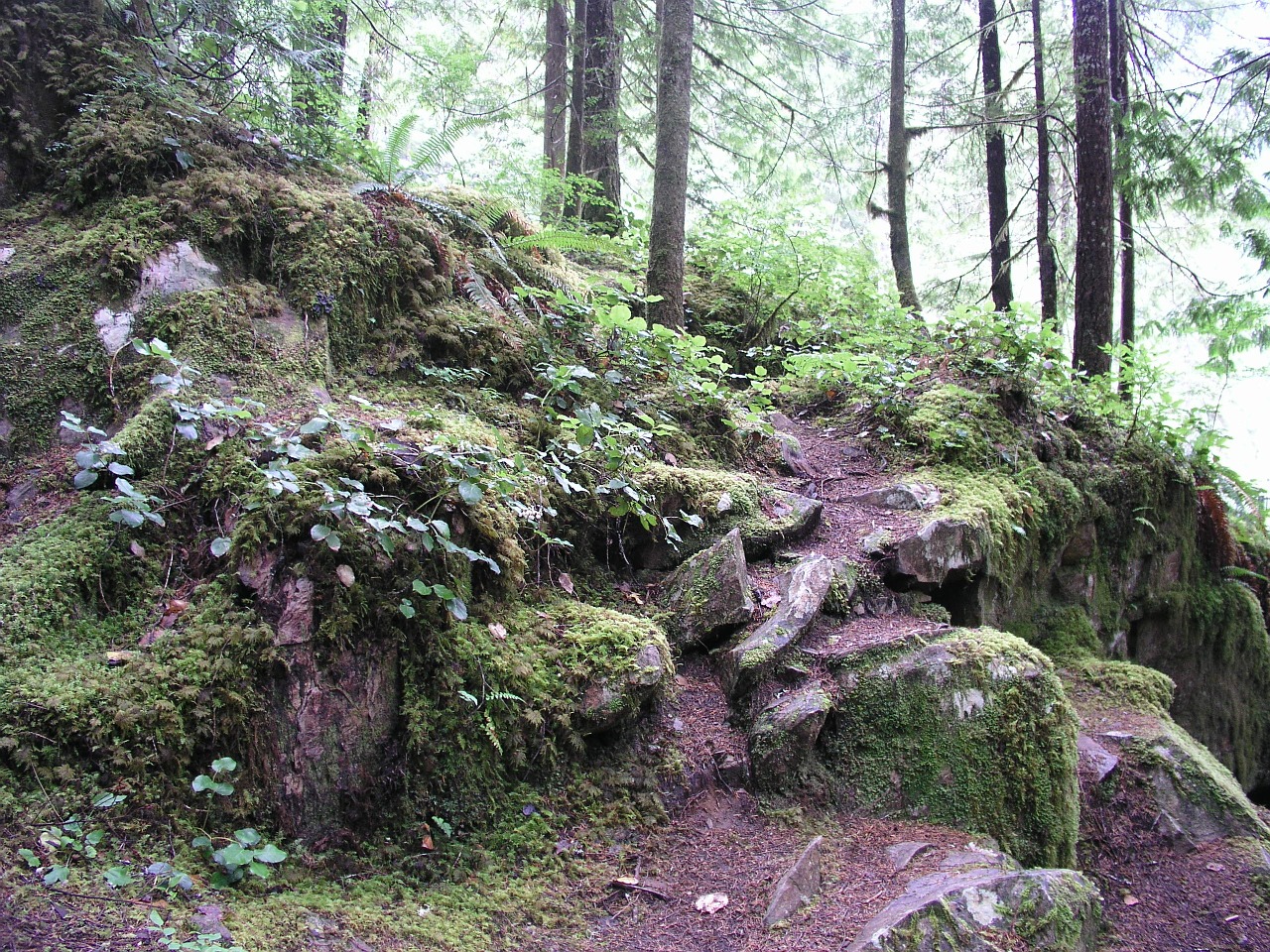 forest path trail free photo