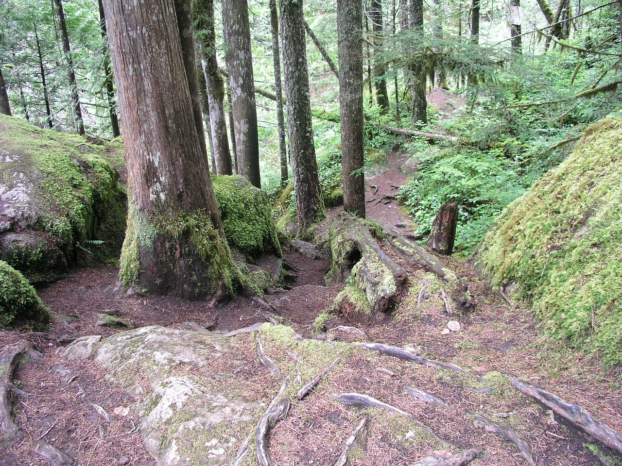 forest trees path free photo