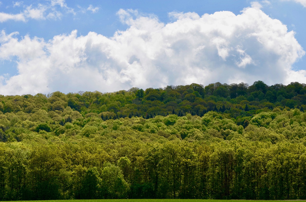 forest  deciduous forest  trees free photo