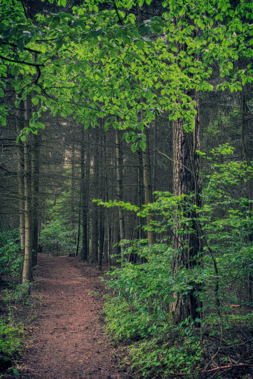 forest  trees  leaves free photo