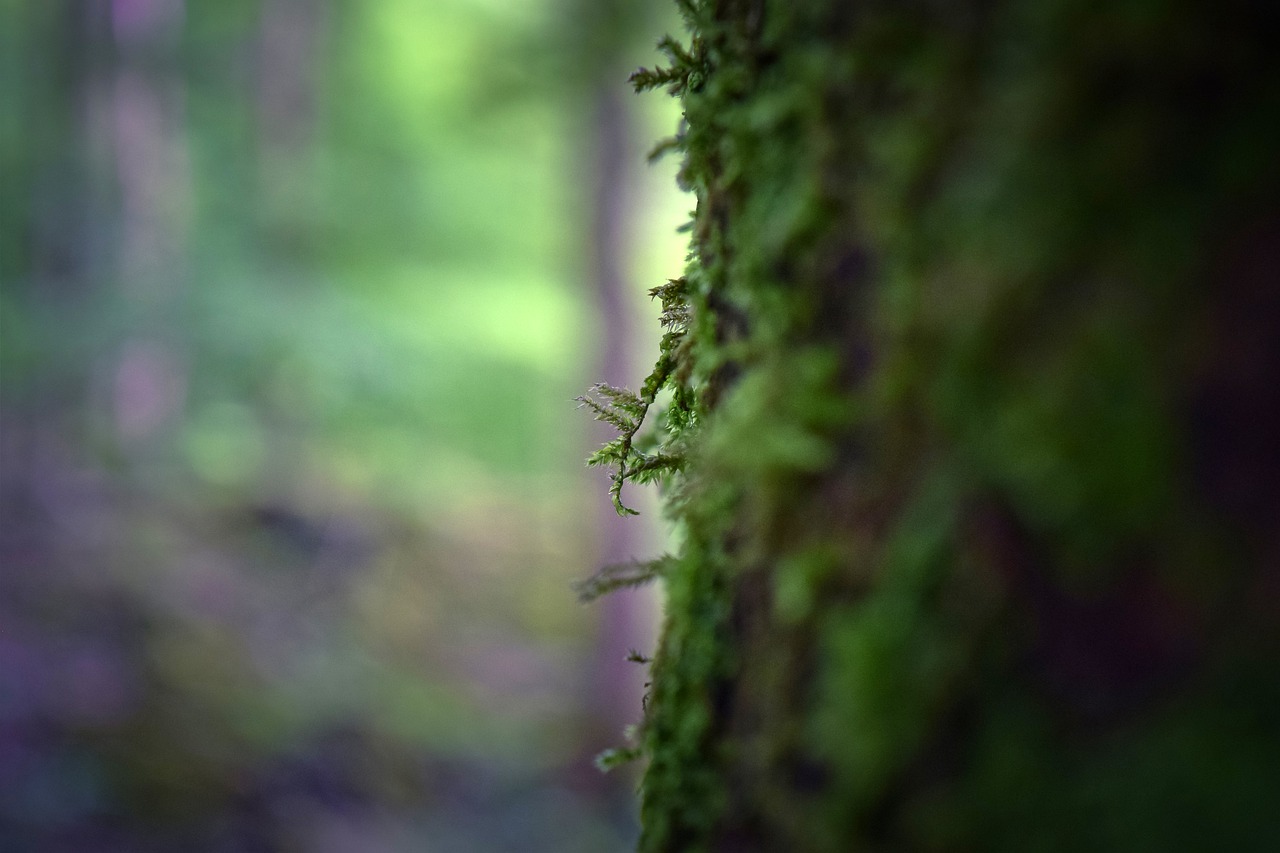 forest  nature  tree free photo