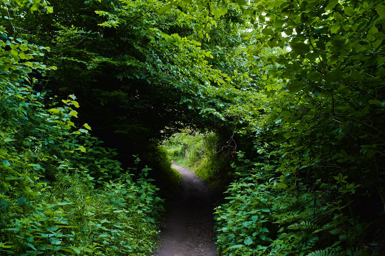 forest  trees  nature free photo