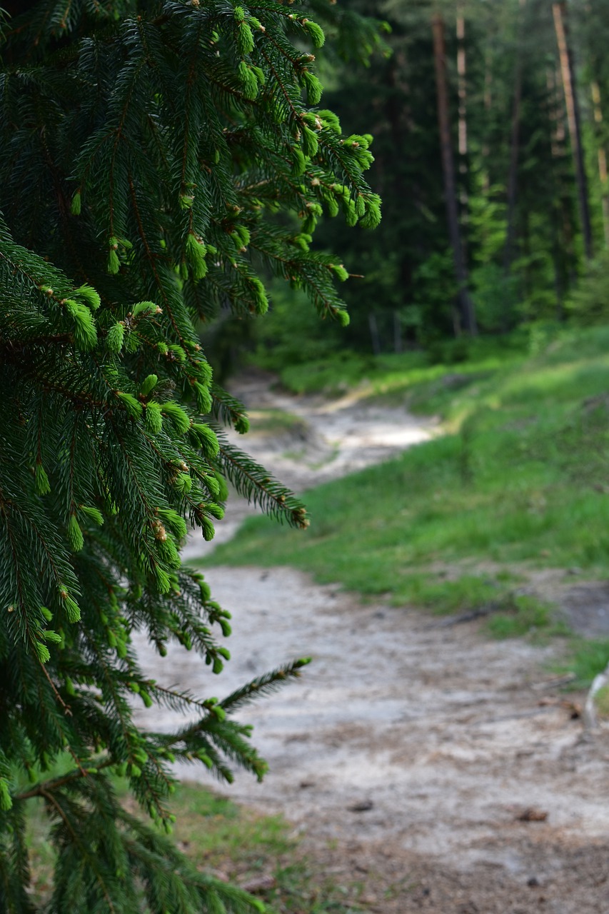 forest  trip  trees free photo