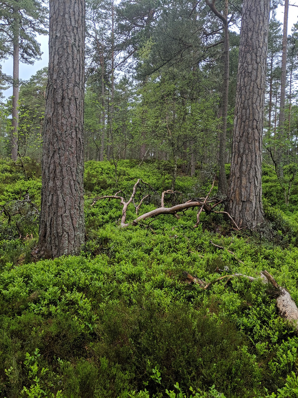 forest  woodland  nature free photo