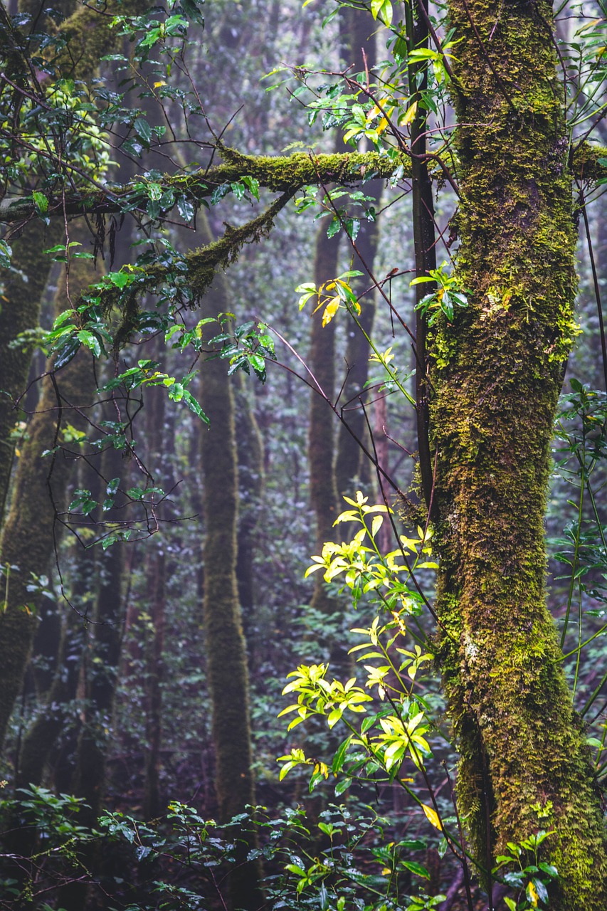 forest  tenerife  nature free photo