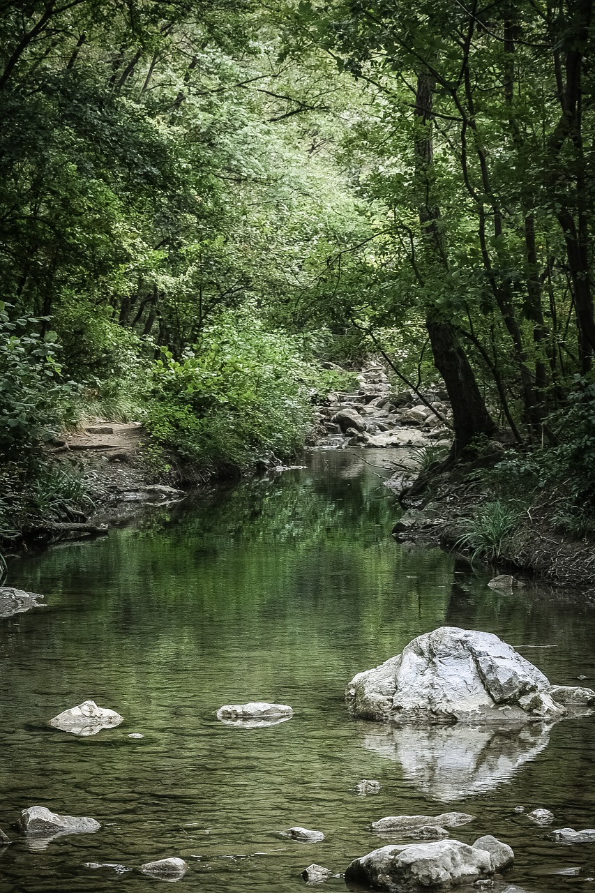 forest water green free photo