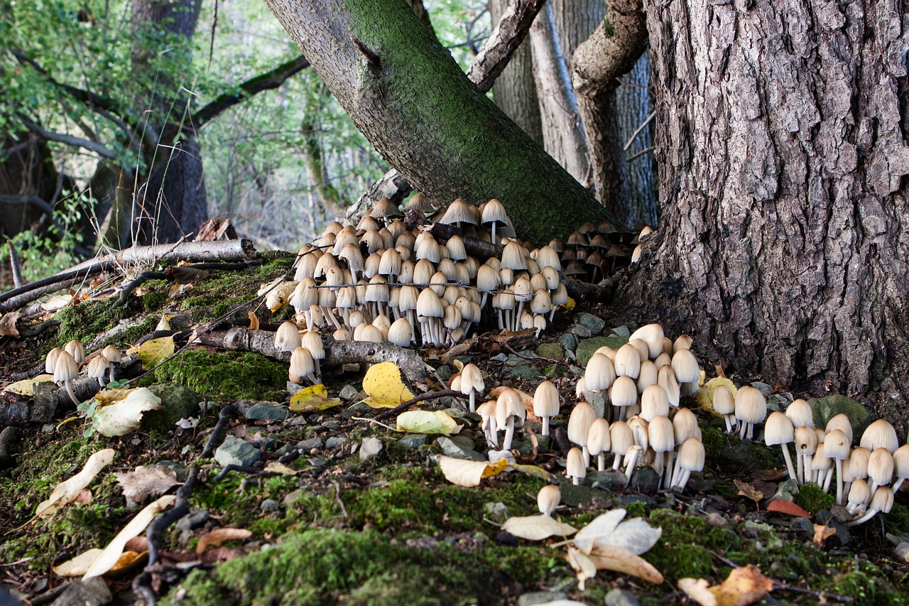 forest tree mushrooms free photo