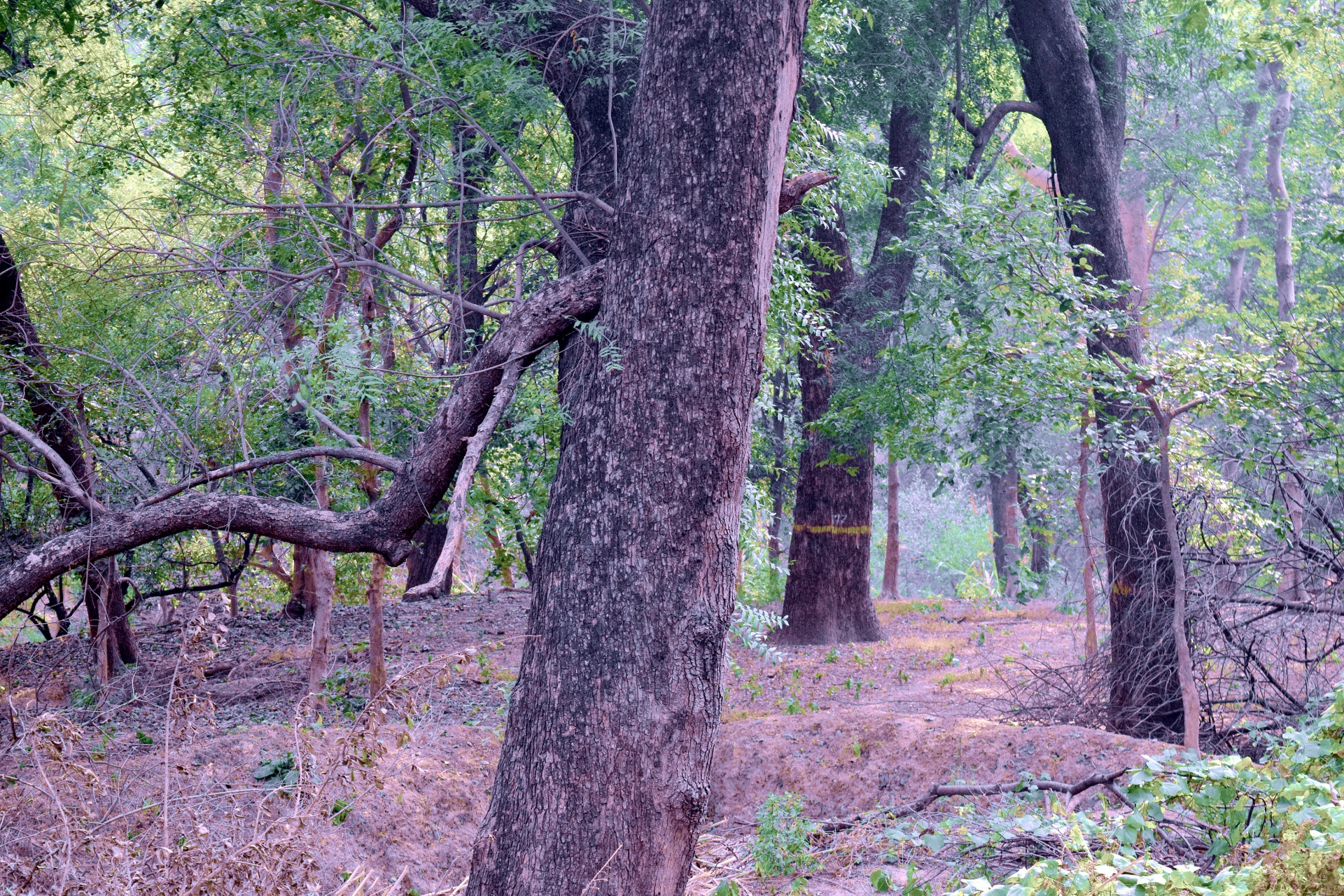 forest trees green free photo