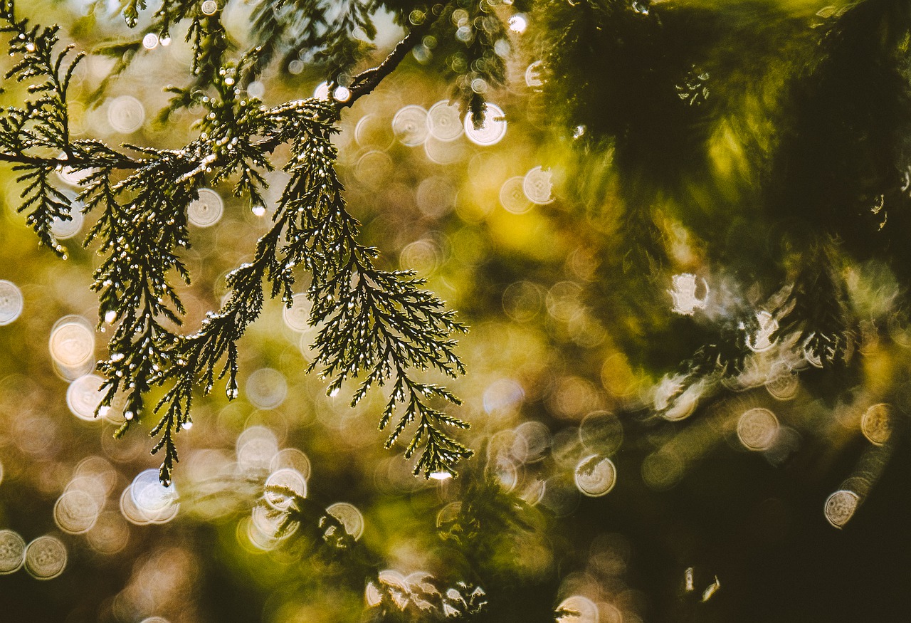 forest  branch  conifer free photo