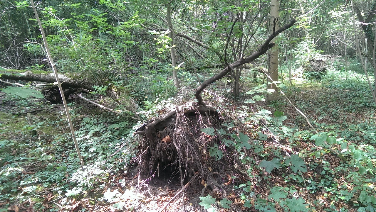 forest floodplain forest leipzig free photo