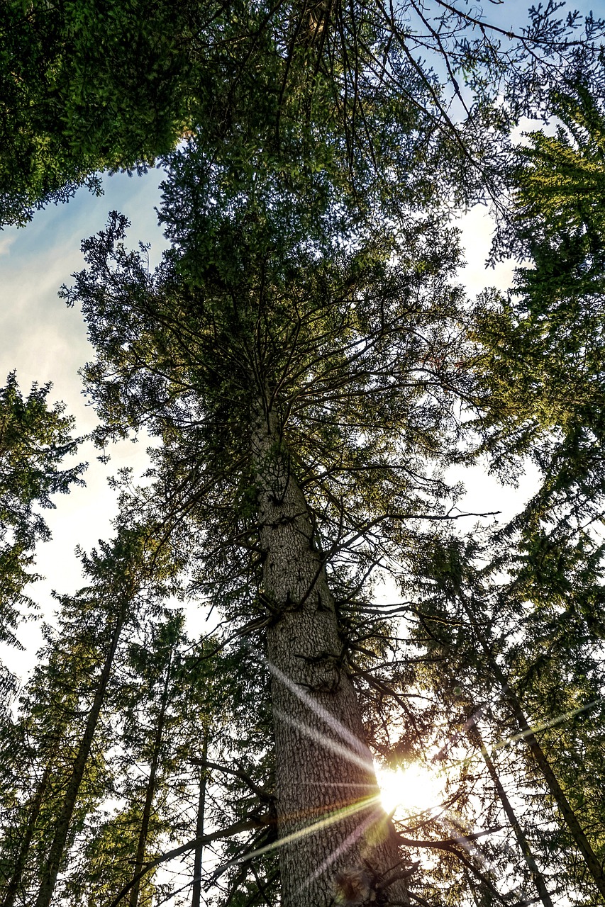 forest  fir forest  coniferous forest free photo