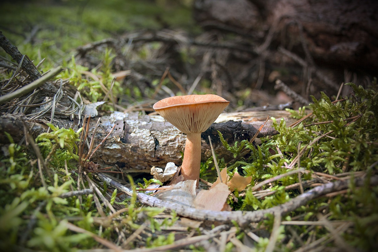 forest mushroom autumn free photo