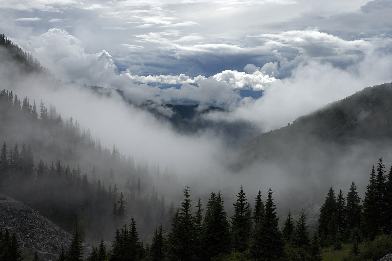 forest fog mist free photo