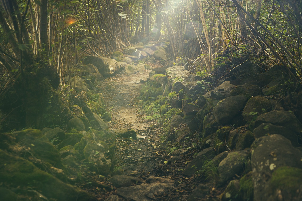 forest path mystical free photo